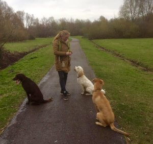 hond spiegel