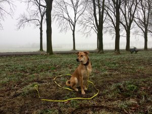 biothaan hond