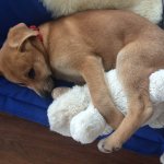 Blog honden opvoeden