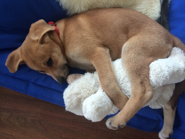 Blog honden opvoeden