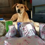 Vergeet de hond niet met Kerst