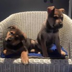 Puppyhandel Nienke Oort