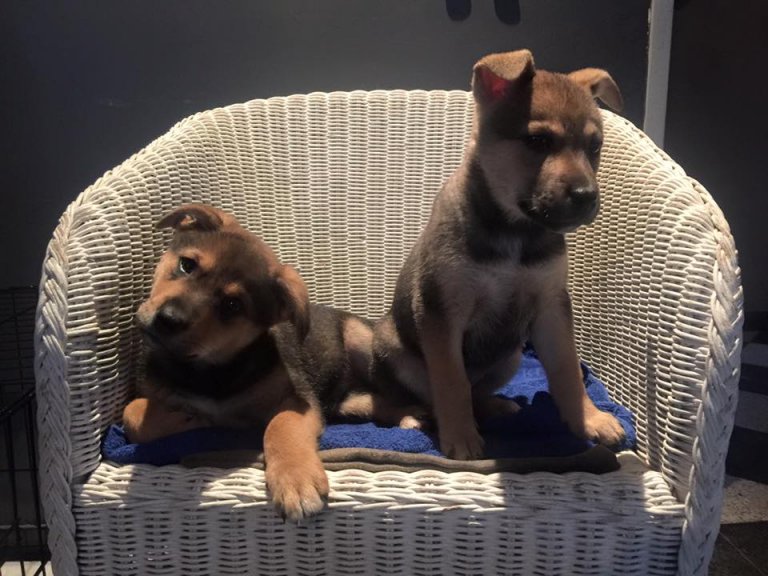 Puppyhandel Nienke Oort