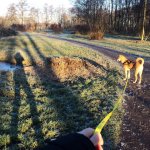 puberhond lange lijn