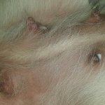 Schijnzwangerschap bij honden