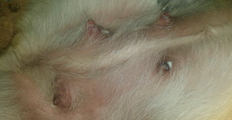 Schijnzwangerschap bij honden