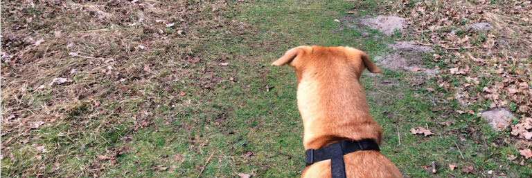 speuren pieter van ommen