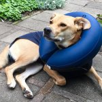 Opblaasbare hondenkraag