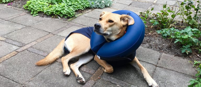 Opblaasbare hondenkraag