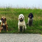 Socialer na castratie