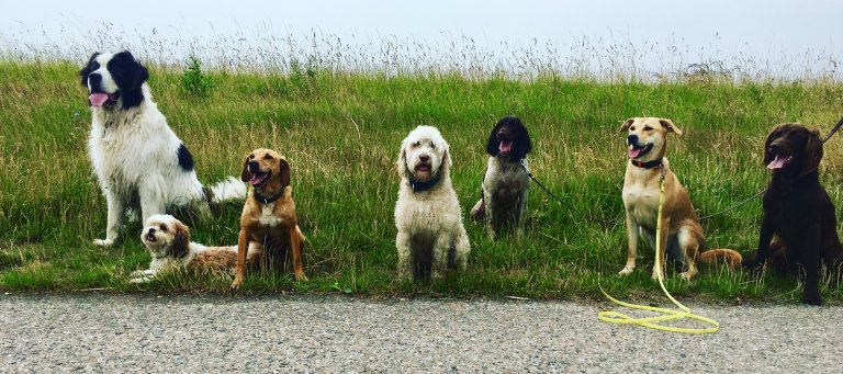 Socialer na castratie