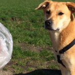 je-hond-in-de-puberteit