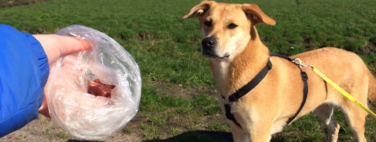 je-hond-in-de-puberteit