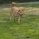 ongewenst-hondengedrag