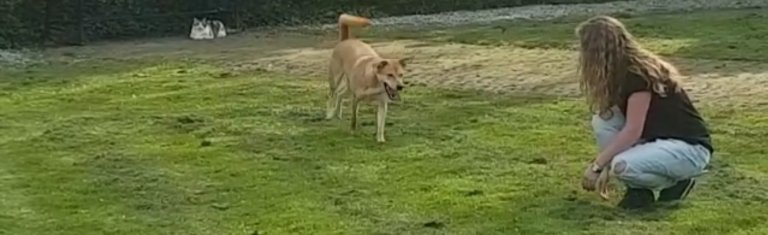 ongewenst-hondengedrag